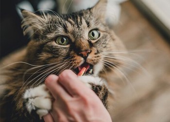 Herbal Cat Supplements – Herbal Pet Supplies - FAQs