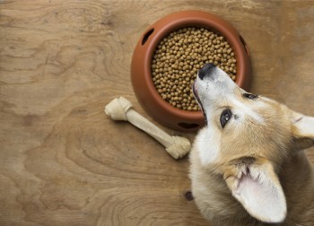 Essential Vitamins & Additives Your Dog Needs To Stay Healthy